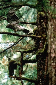 Accipiter Gentilis bird forest