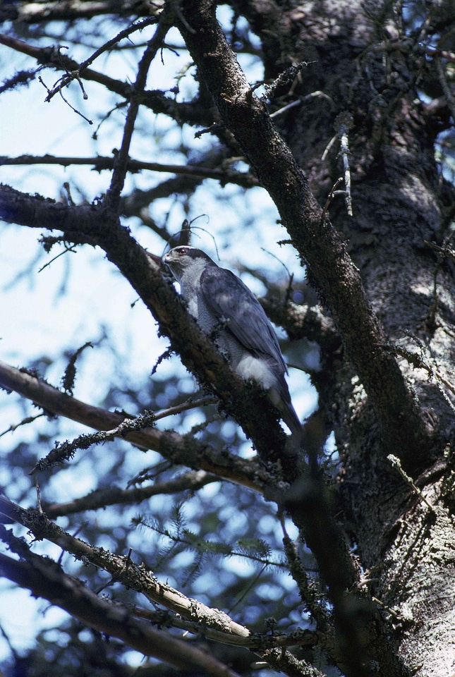 Accipiter Gentilis bird bouquet