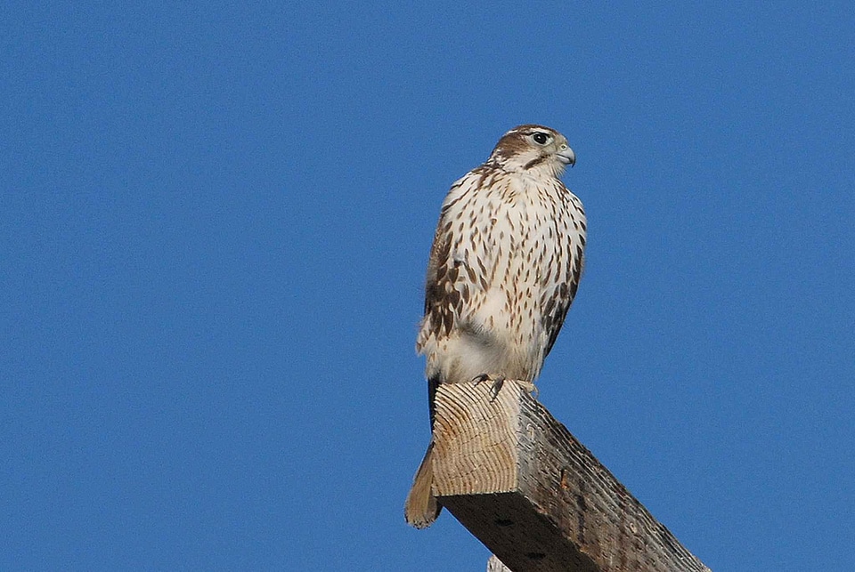 Falcon post prairie