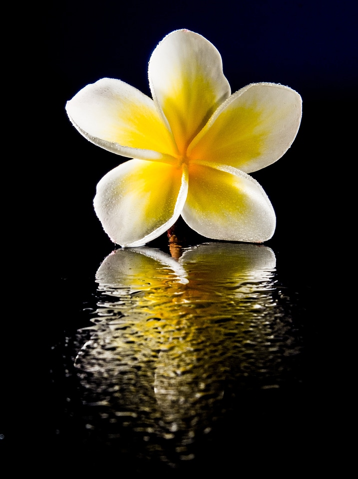 White yellow frangipani