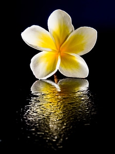 White yellow frangipani photo