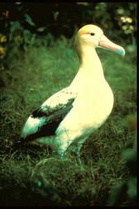 Albatross photo