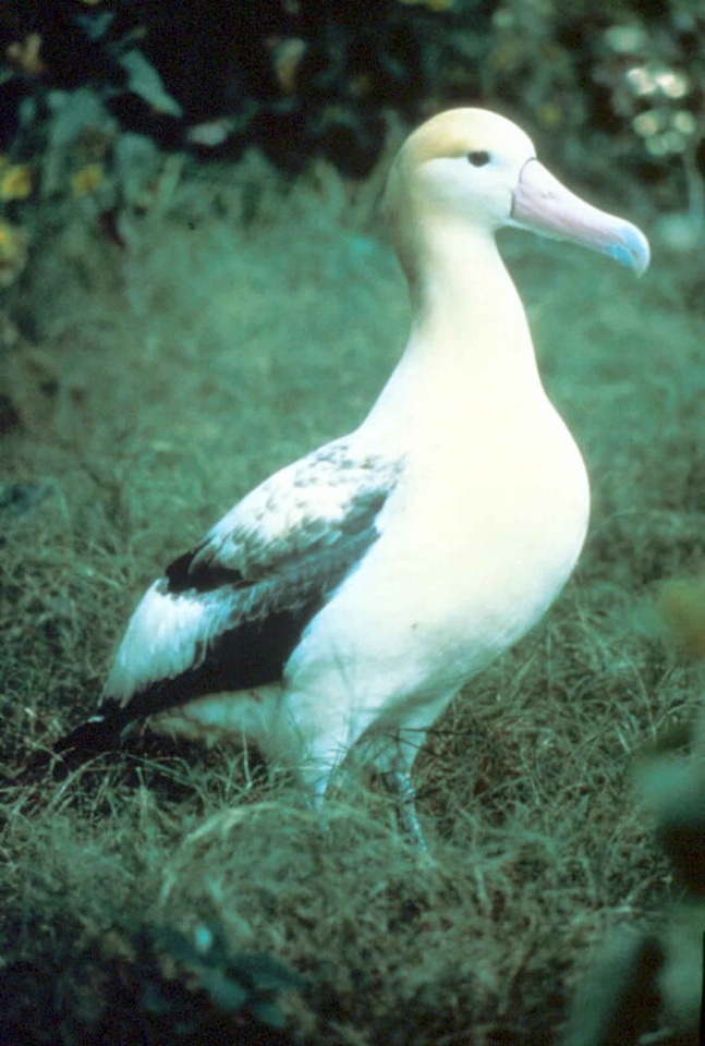 Albatross bird 