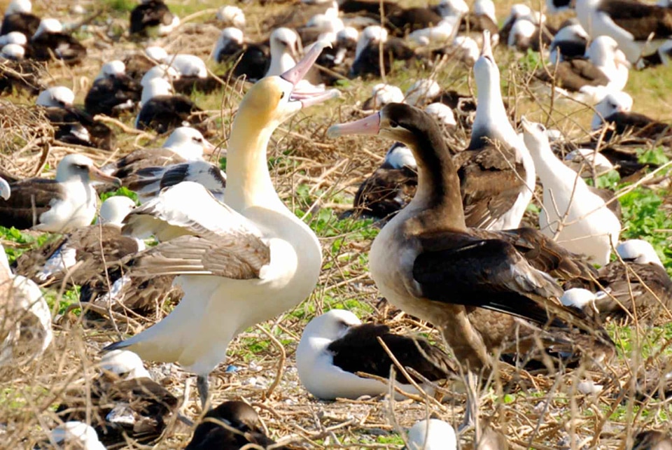 Albatross couple dance