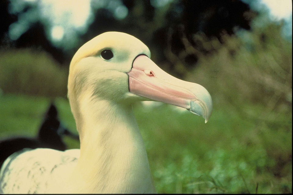 Albatross bird chief