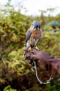 American bird 