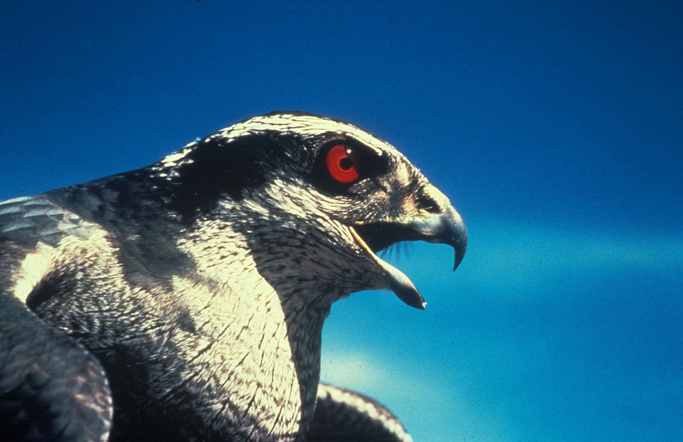 Accipiter Gentilis adult 