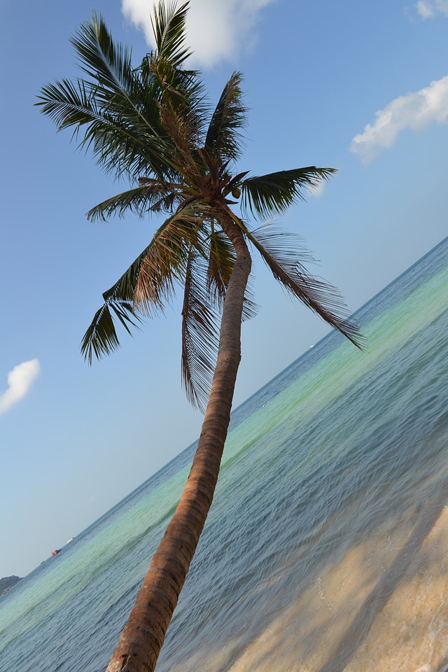 Nature exotic south sea