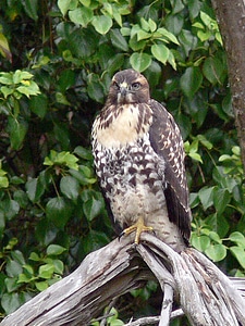 Bouquet falcon juvenile