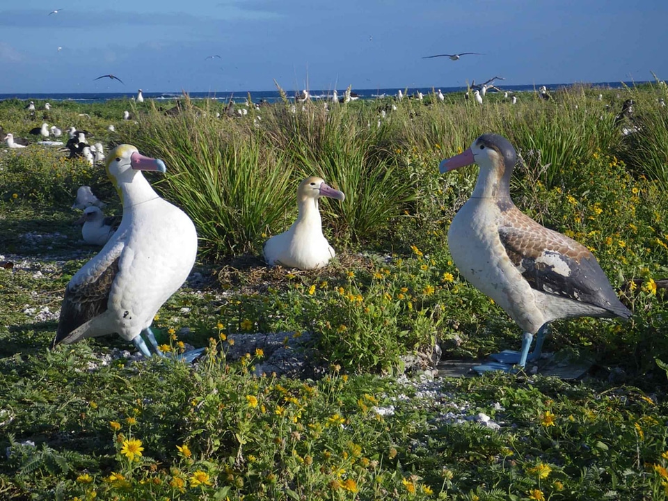 Albatross egg male