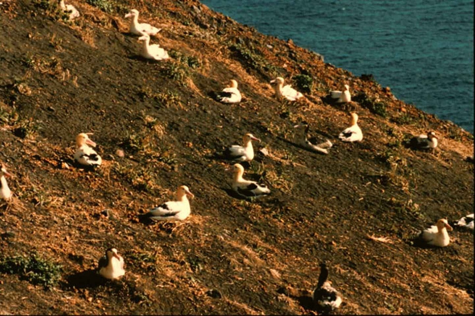 Albatross bird earth