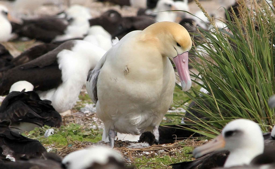 Albatross background close