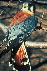 American bird 