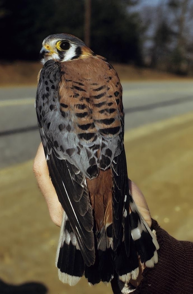 American bird kestrel