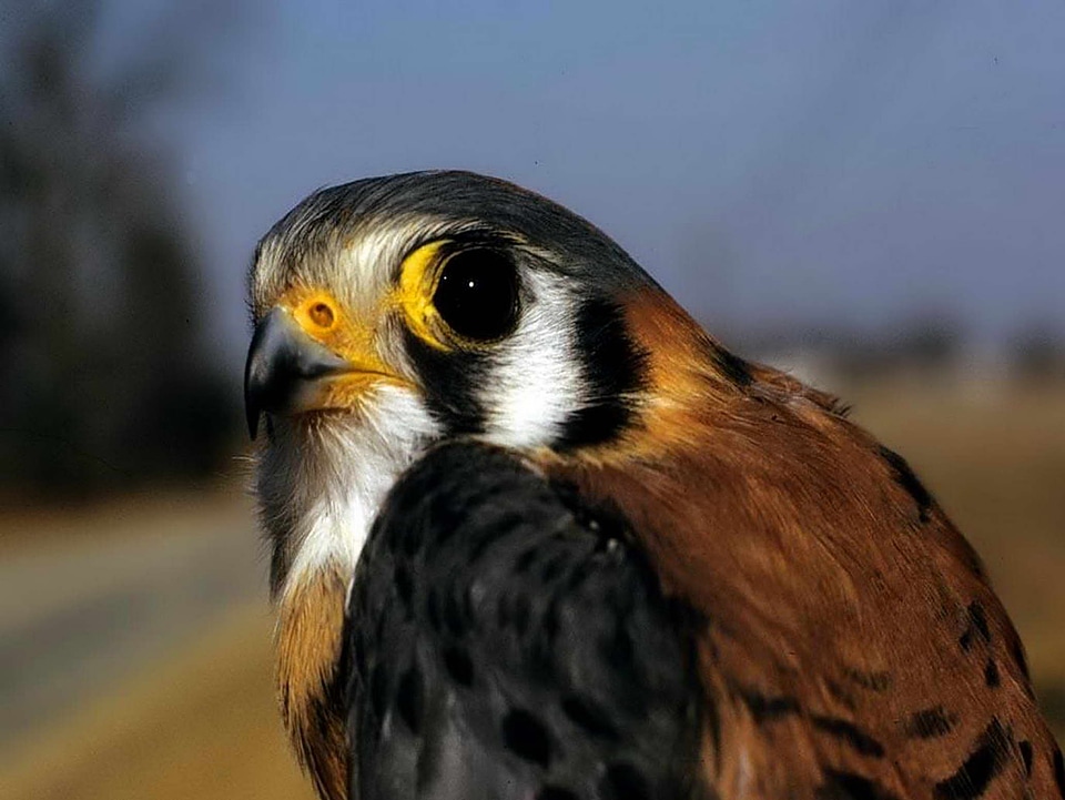 American beautiful photo bird