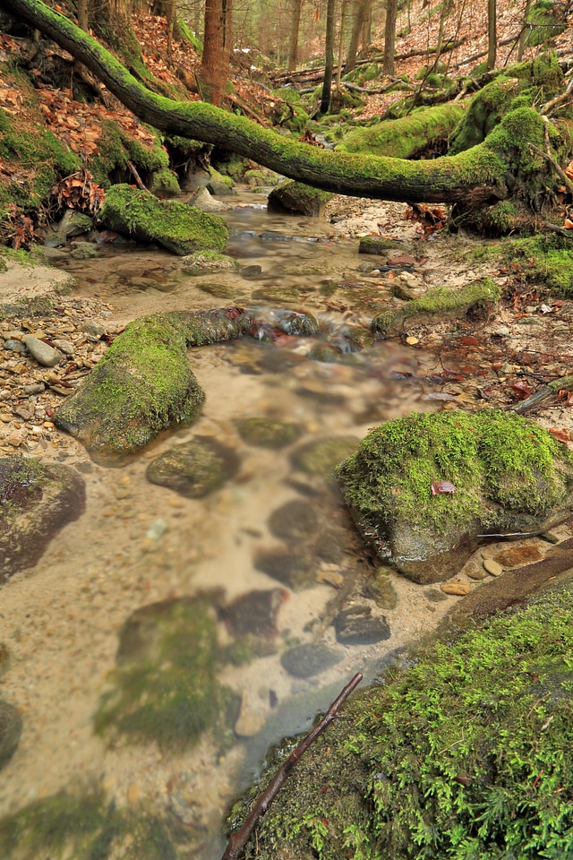Nature the brook brook
