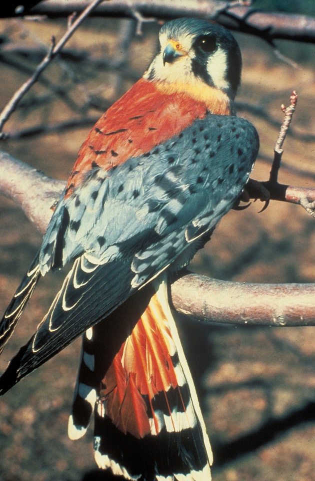American bird image