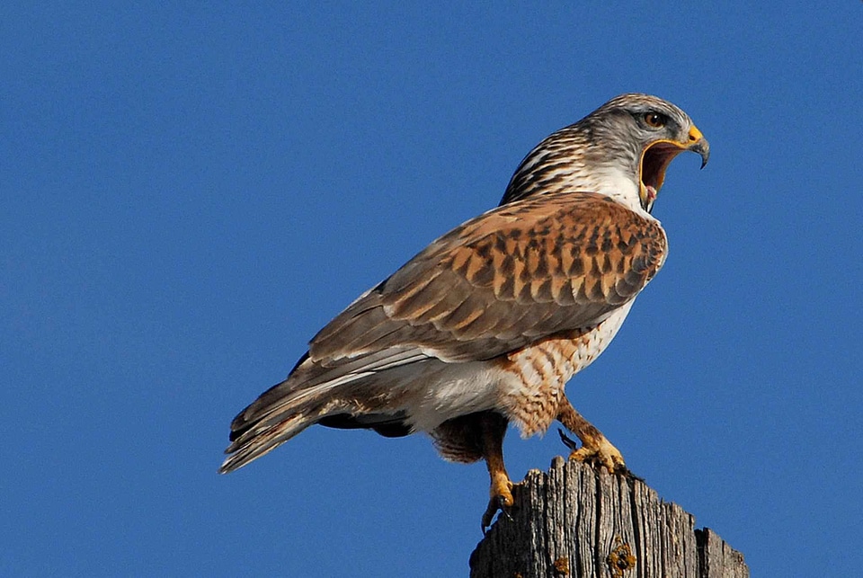 Falcon tree photo