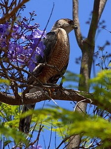 Bird falcon tree