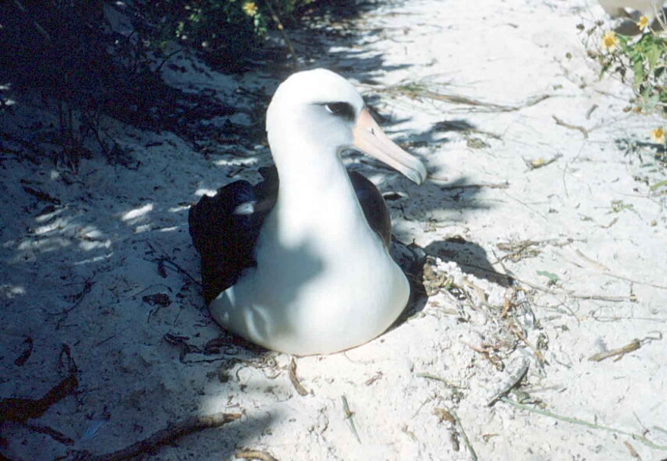 Albatross bird nest