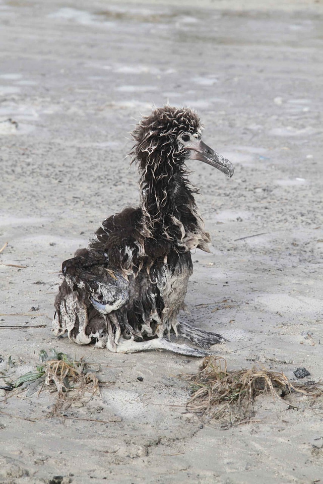 Albatross chick tsunami photo
