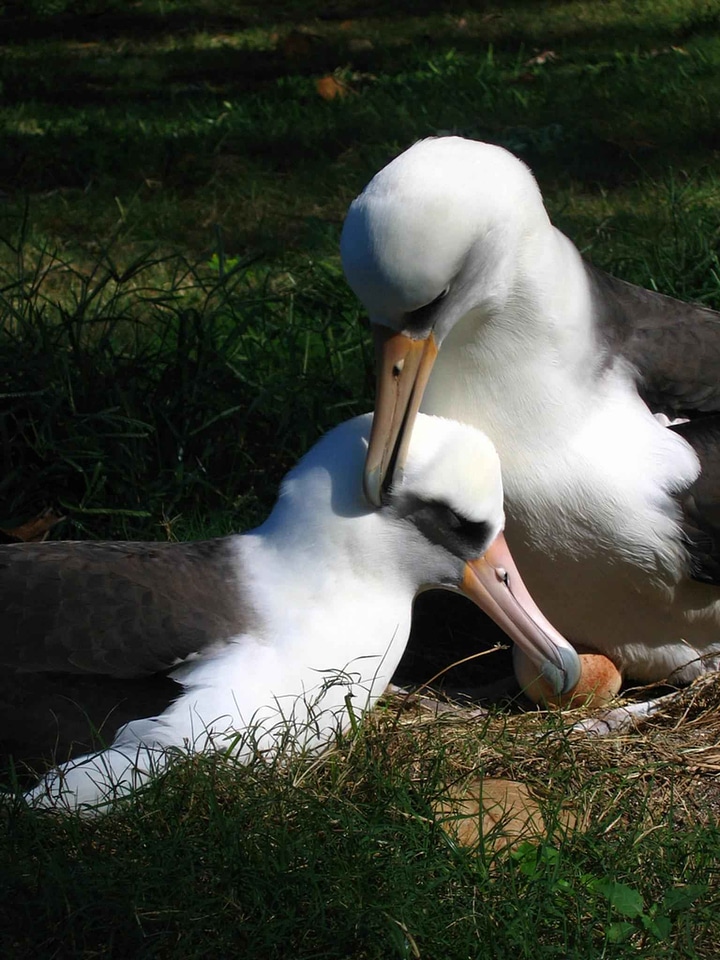 Albatross bird couple