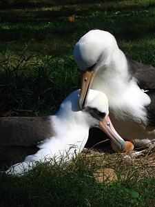 Albatross bird couple photo