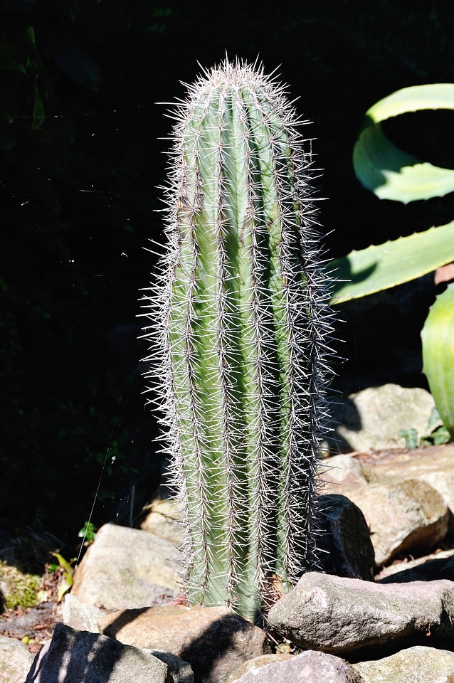 Prickly plant garden