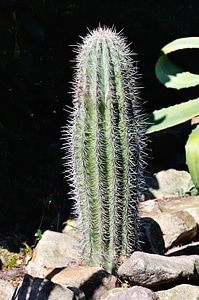 Prickly plant garden