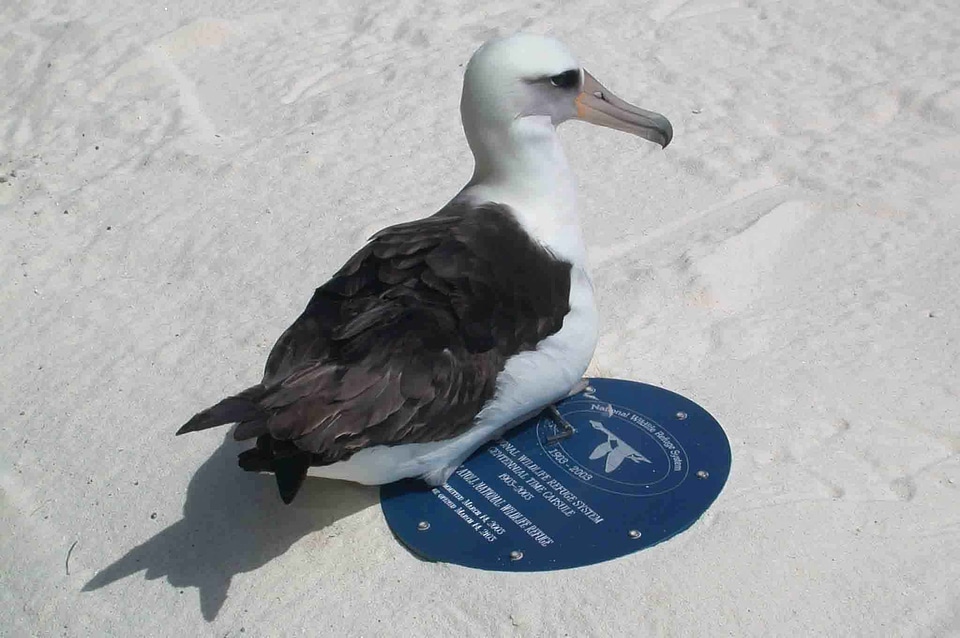 Albatross capsule hour
