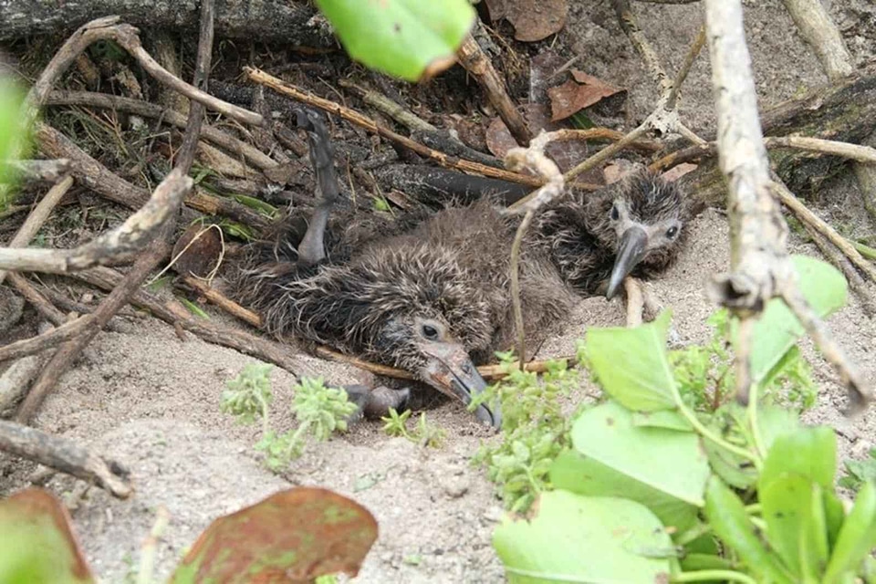 Albatross sand tsunami photo