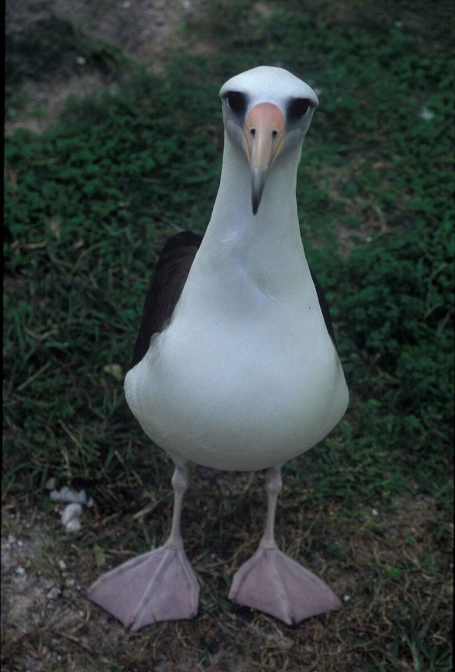 Albatross bird standing