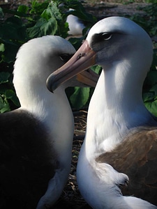 Albatross bird fellow