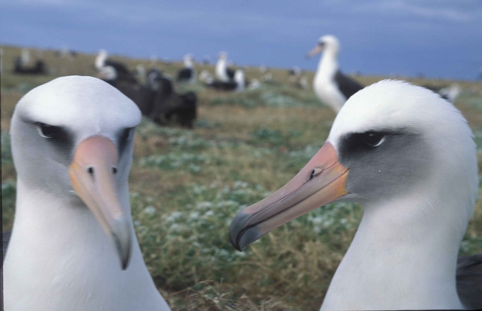 Albatross bird colony