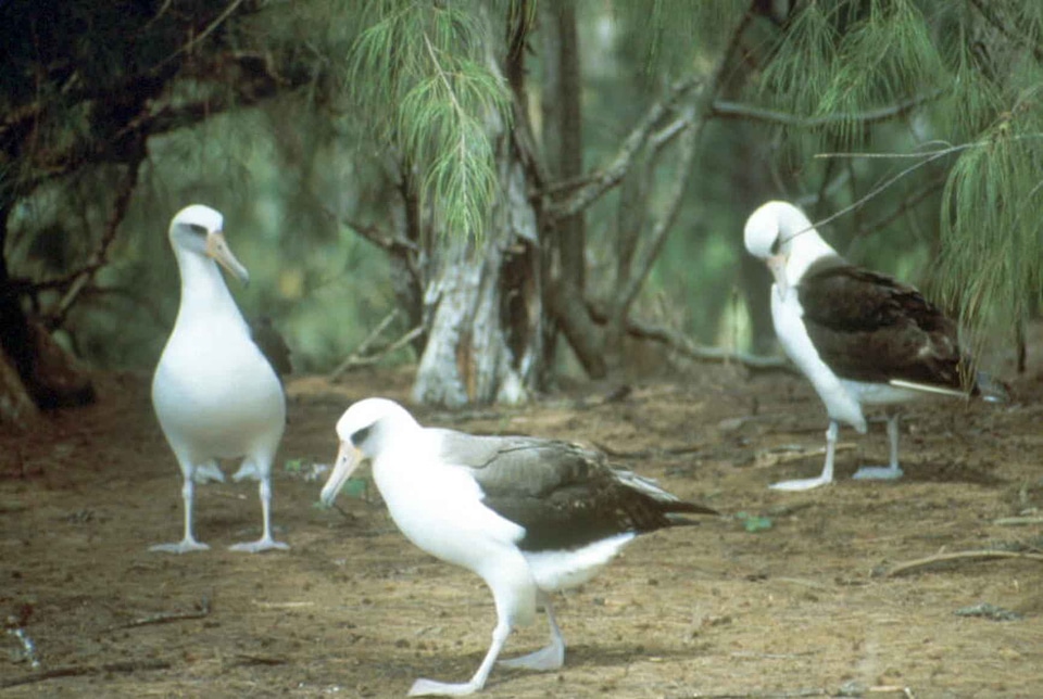 Albatross background bird photo