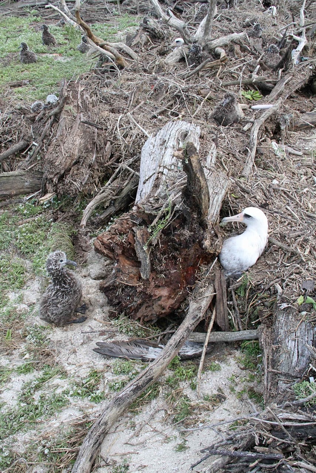 Adult albatross chick photo