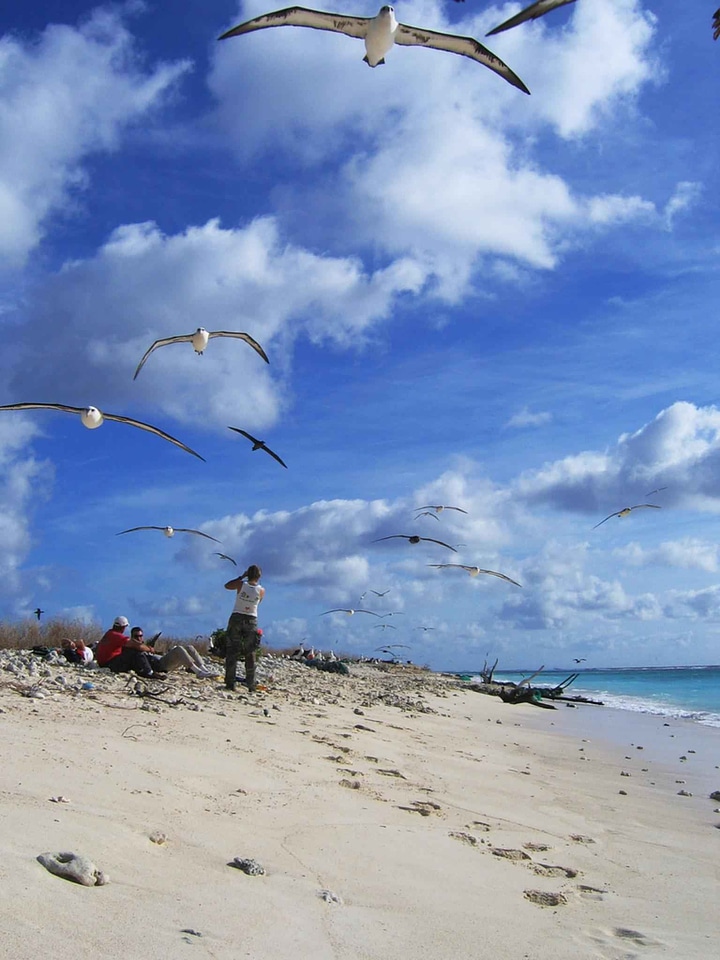 Albatross bird flight