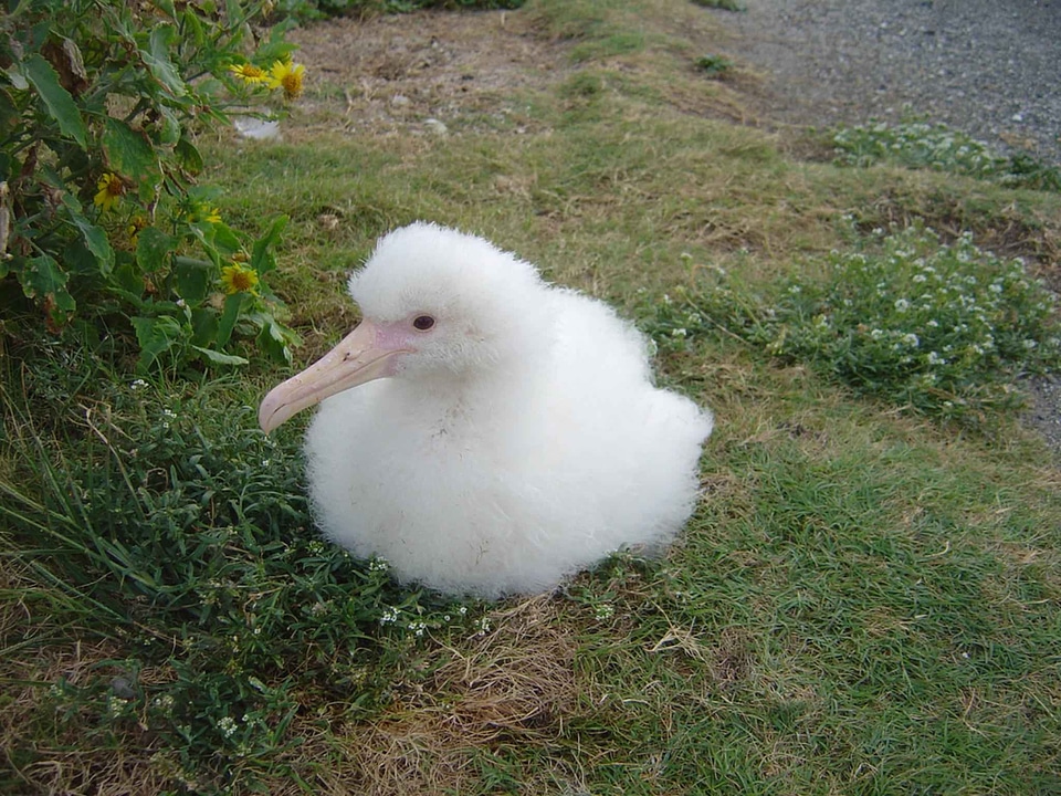 Albatross bird chick photo