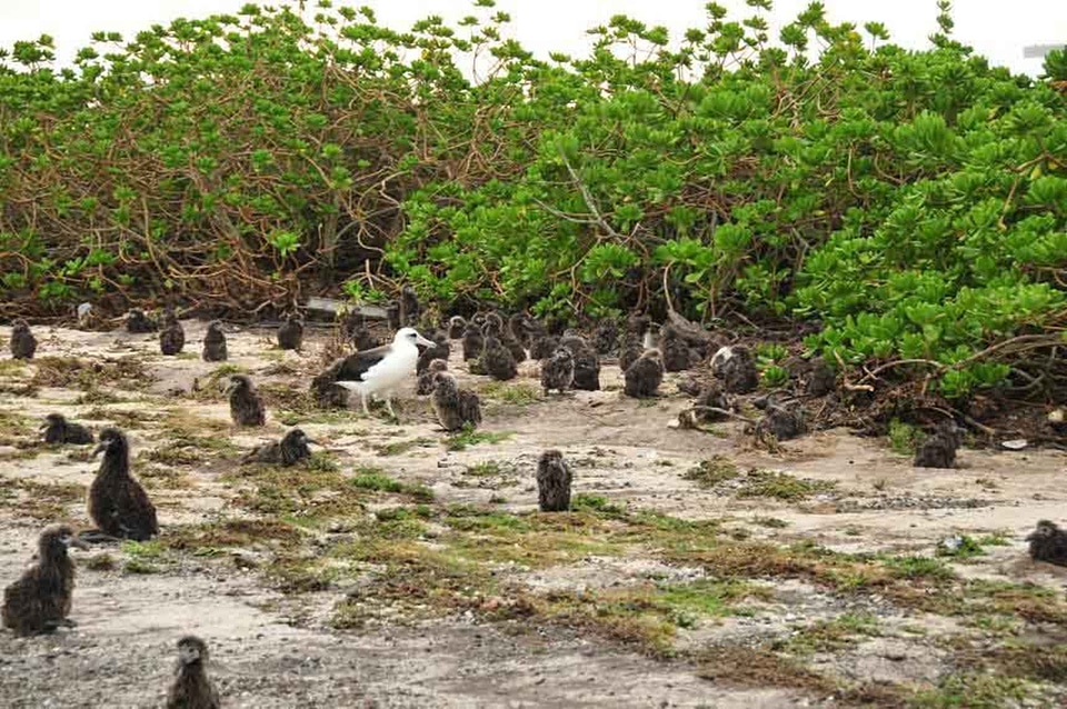 Albatross vegetation photo