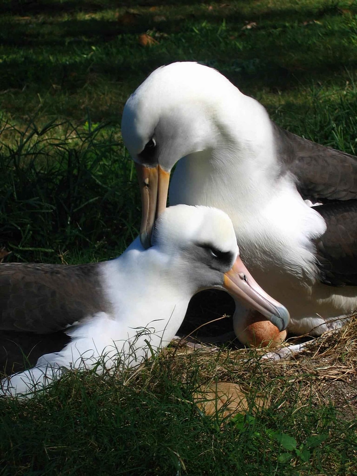 Albatross bird couple