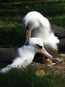 Albatross bird couple photo