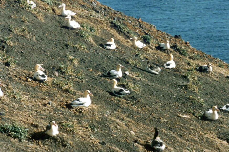 Albatross bird bottom
