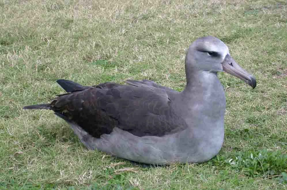 Albatross black cross