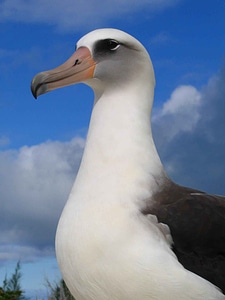 Albatross bird photo