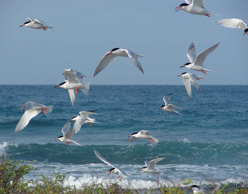 Bird flight 