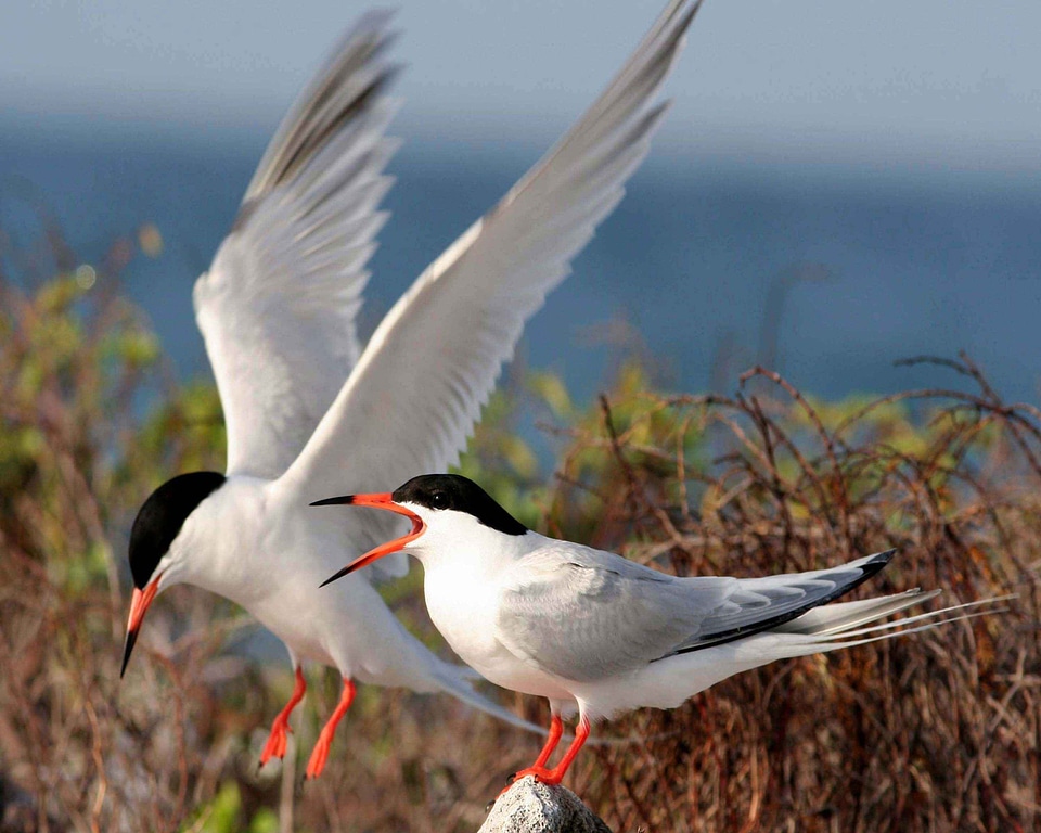 Rock standing wings