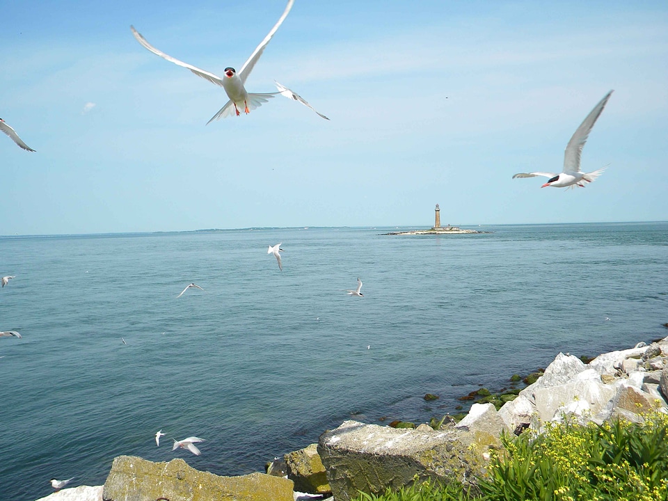 Flight  