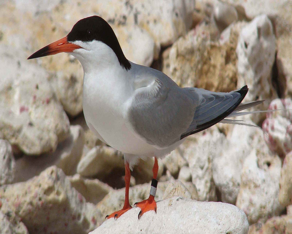 Bird close close-up