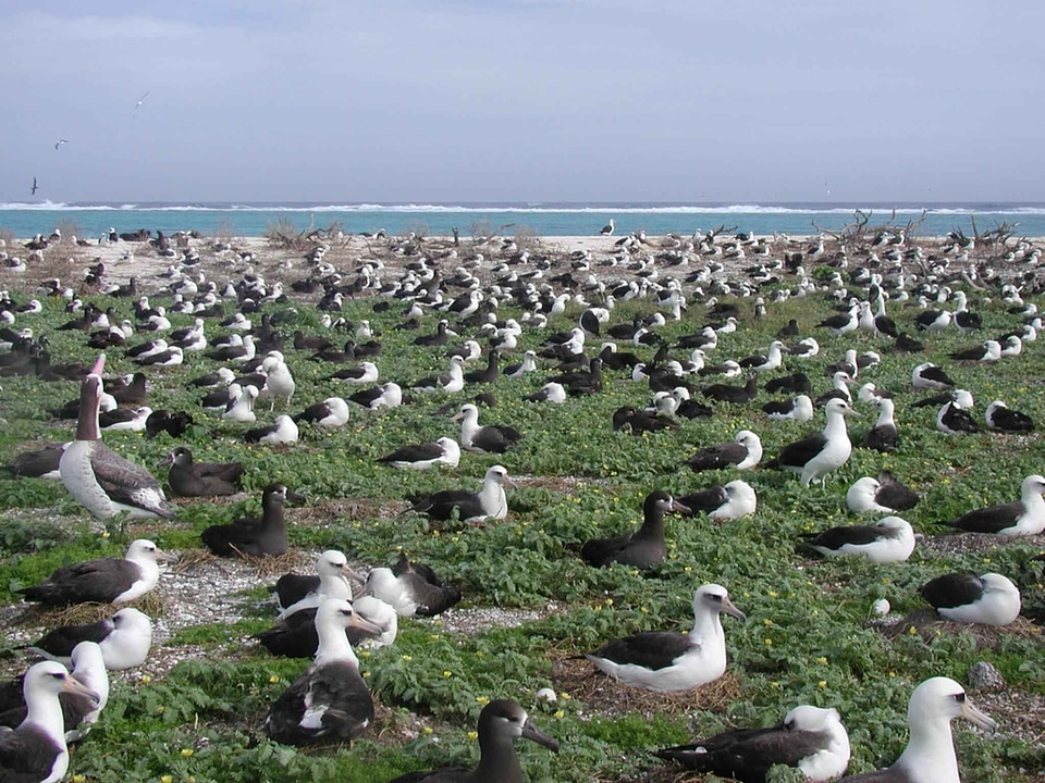 Albatross  
