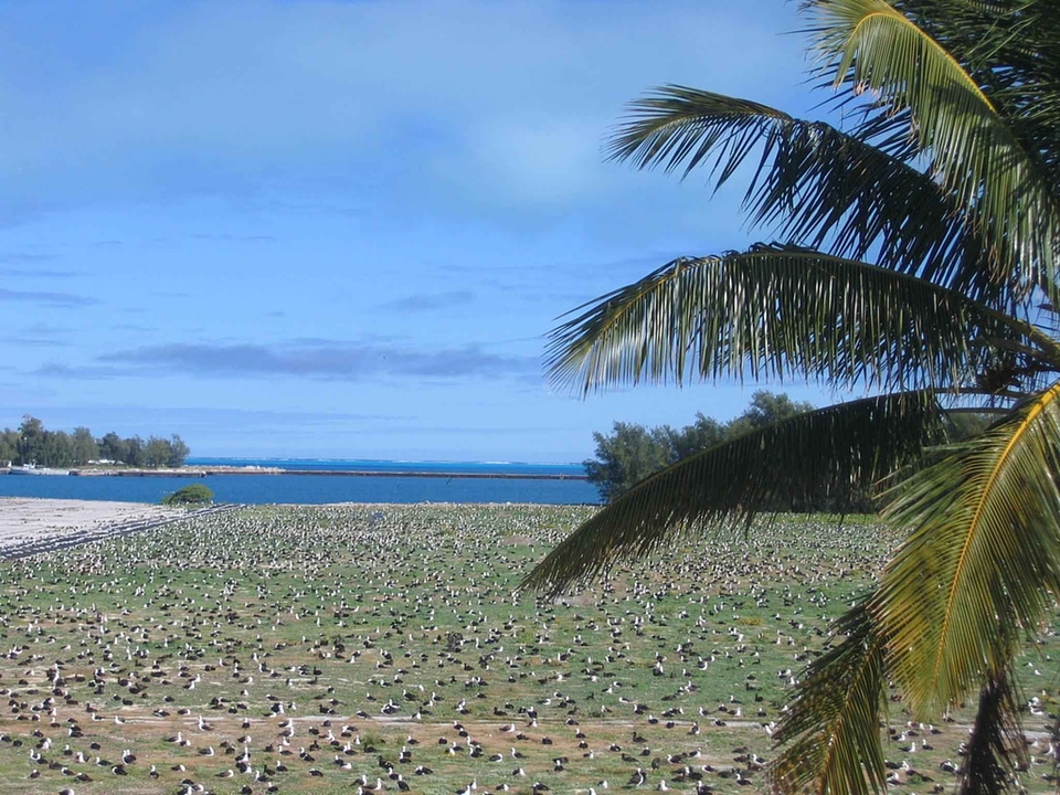 Albatross colony domestic